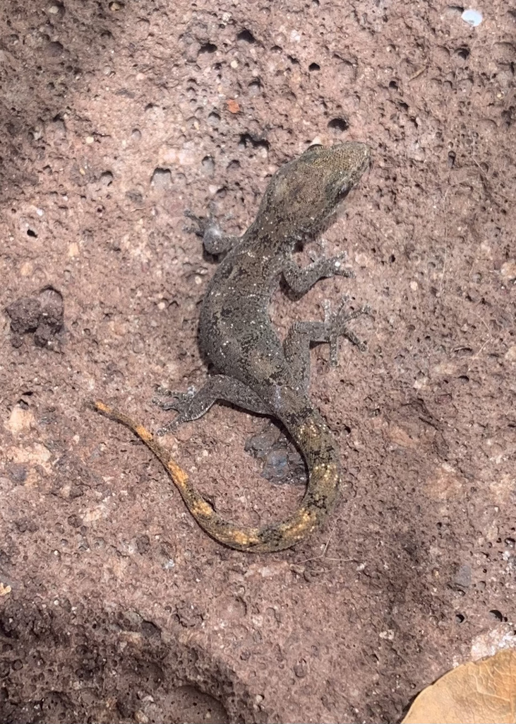 San Cristóbal Island Leaf-toed Gecko