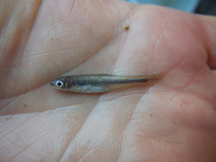 Lythrurus umbratilis