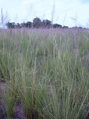 Chrysopogon nigritanus