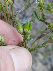 Euchaetis