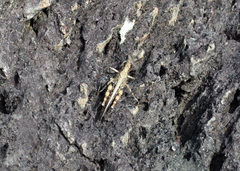 Schistocerca literosa