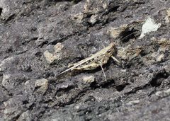 Schistocerca literosa