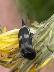 Variimorda villosa
