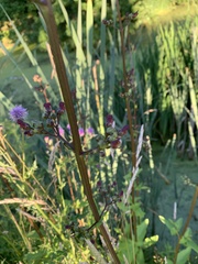 Scrophularia umbrosa