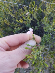 Lachnaea grandiflora