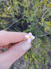 Lachnaea grandiflora