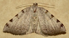 Macaria coortaria