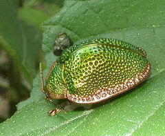 Polychalca punctatissima