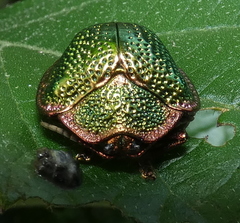 Polychalca punctatissima