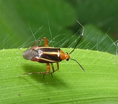 Horciasinus signoreti