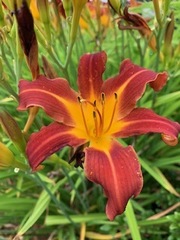 Hemerocallis fulva