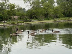 Branta canadensis