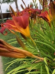 Hemerocallis fulva