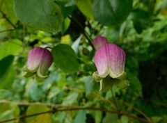 Clematis versicolor