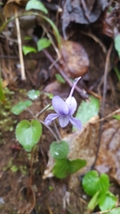Viola rostrata