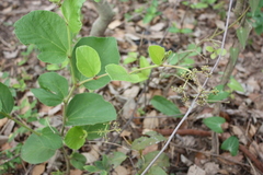 Cissus corylifolia
