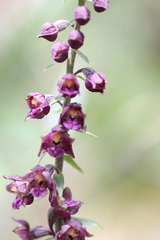 Epipactis atrorubens
