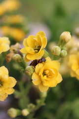 Collops quadrimaculatus