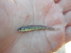 Etheostoma chlorosoma