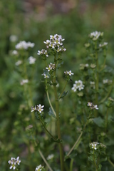 Cochlearia pyrenaica