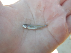 Lythrurus umbratilis