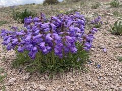 Penstemon hallii