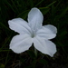 Ruellia noctiflora - Photo (c) Eleanor,  זכויות יוצרים חלקיות (CC BY-NC)