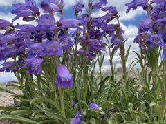 Penstemon hallii