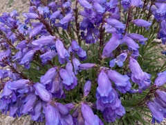 Penstemon hallii