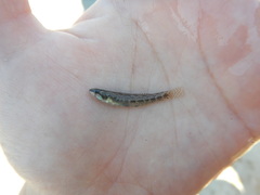 Etheostoma proeliare