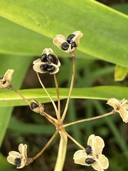 Nothoscordum