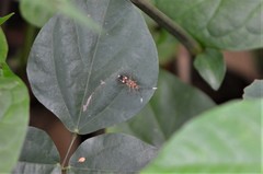 Metadieuches dispar