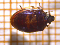 Podops inunctus
