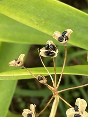 Nothoscordum