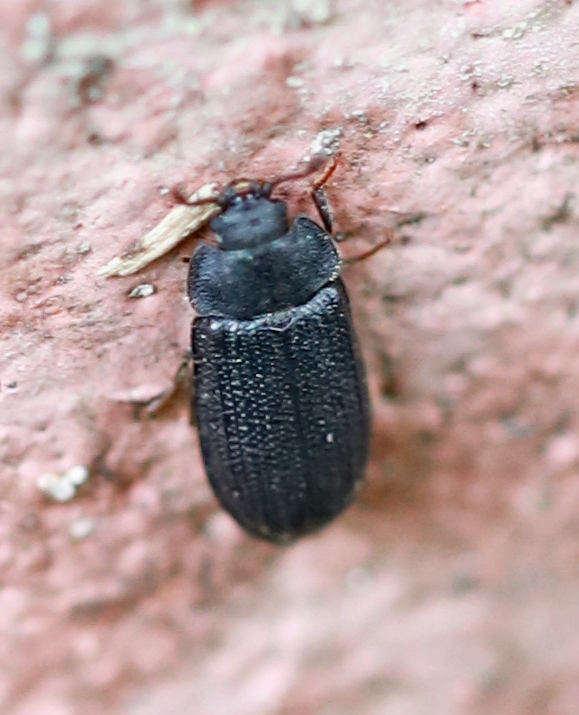 Lophocateridae