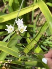 Nothoscordum