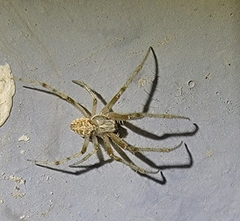 Araneidae