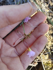 Oxalis goniorrhiza