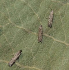 Phycitodes inquinatella