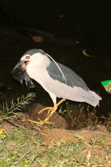Nycticorax nycticorax