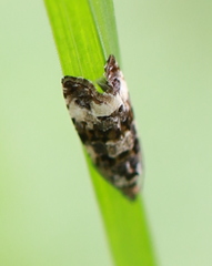 Endothenia marginana