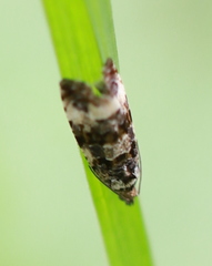 Endothenia marginana