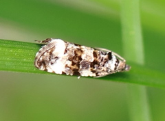 Endothenia marginana
