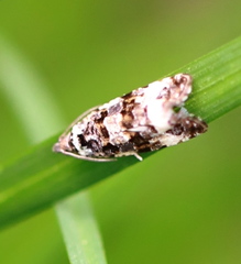 Endothenia marginana