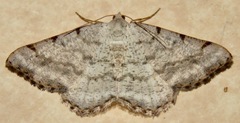 Digrammia denticulata