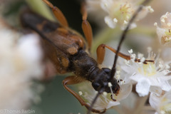 Etorofus obliteratus