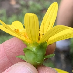 Silphium asteriscus trifoliatum