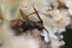 Etorofus obliteratus