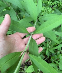 Silphium asteriscus trifoliatum