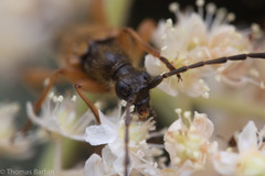 Etorofus obliteratus